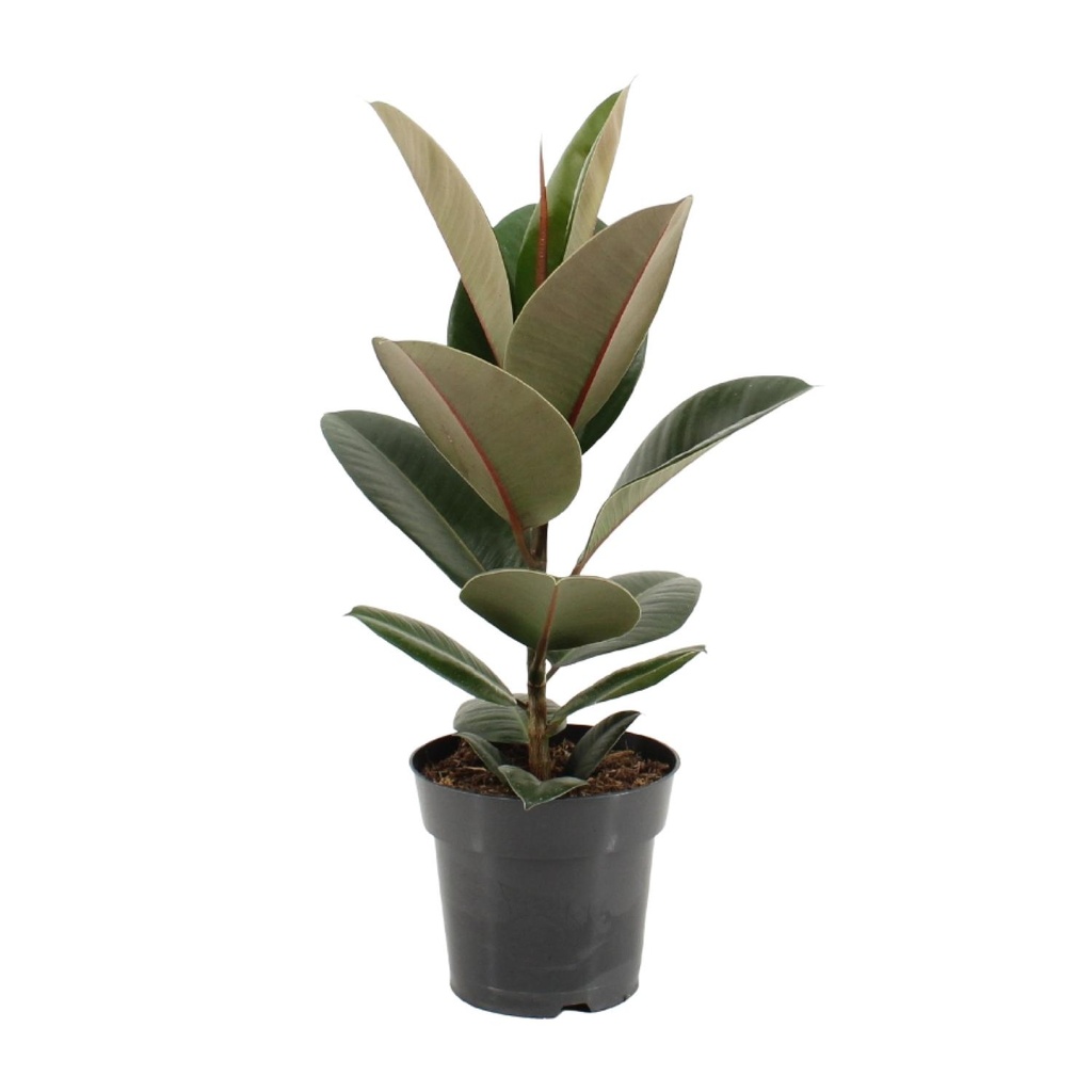 Gummibaum (Ficus elastica) – pflegeleichte Zimmerpflanze, Topf-Ø 17 cm, Höhe ca. 55 cm