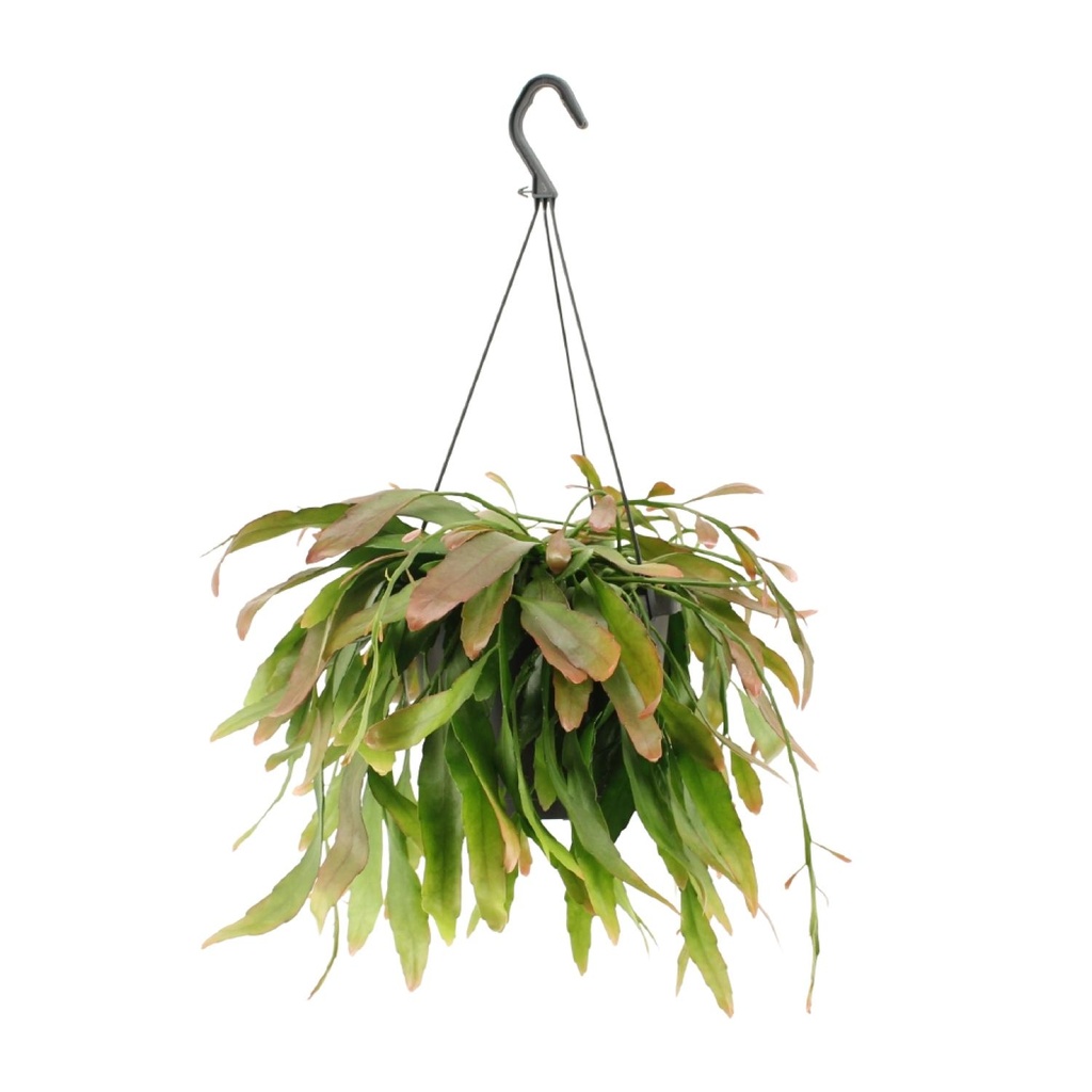 Rutenkaktus (Rhipsalis spec.) – pflegeleichte Zimmerpflanze, Topf-Ø 17 cm, Höhe ca. 25 cm