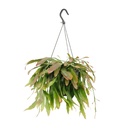 Rutenkaktus (Rhipsalis spec.) – pflegeleichte Zimmerpflanze, Topf-Ø 17 cm, Höhe ca. 25 cm