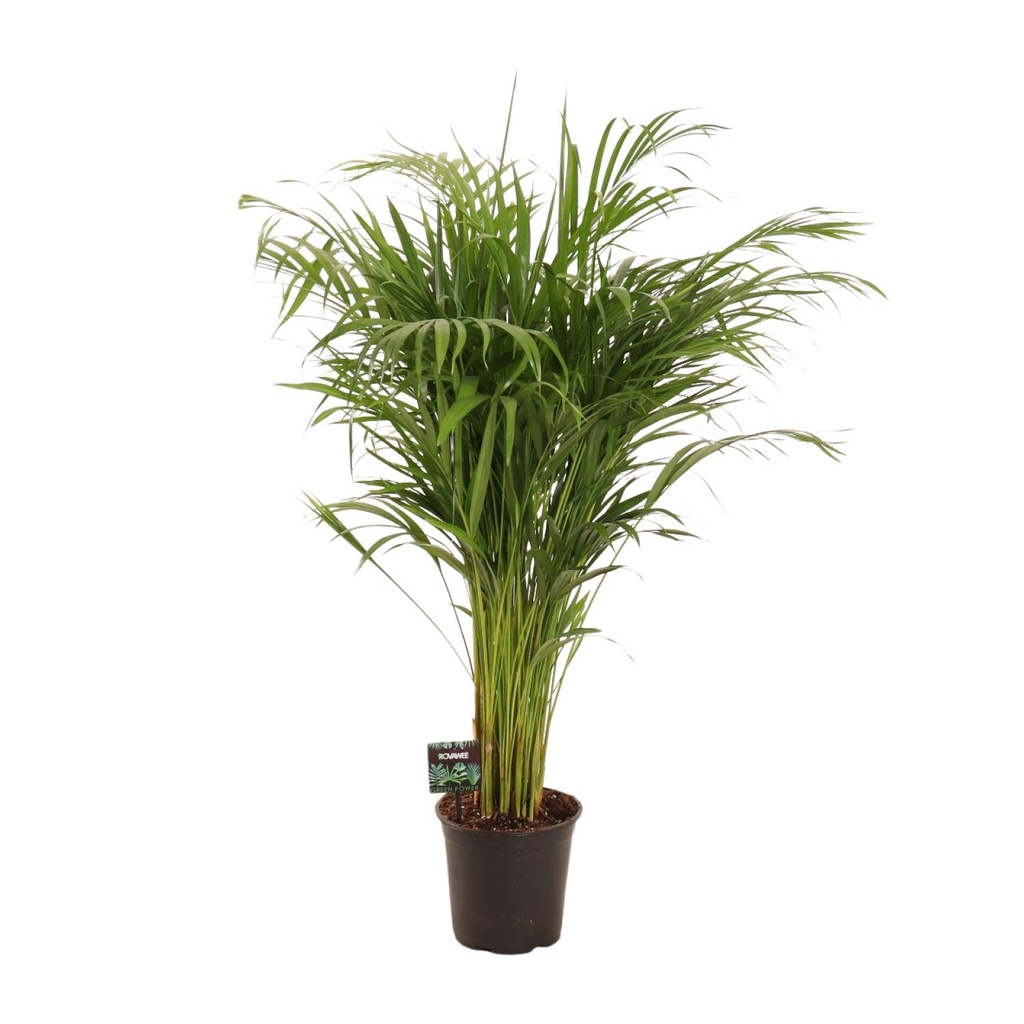 Goldfruchtpalme (Dypsis lutescens) – pflegeleichte Zimmerpflanze, Topf-Ø 21 cm, Höhe ca. 110 cm