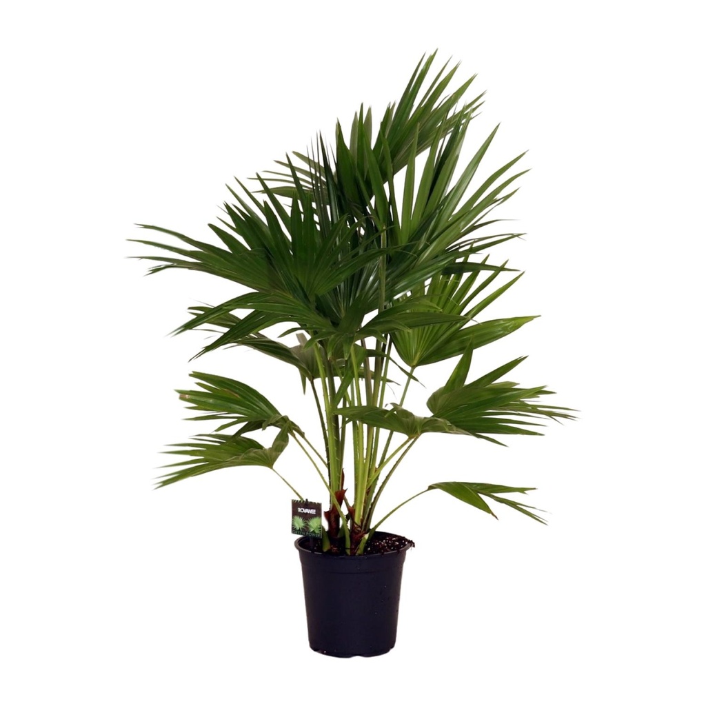 Chinesische Schirmpalme (Livistona chinensis) – pflegeleichte Zimmerpflanze, Topf-Ø 24 cm, Höhe ca. 100 cm