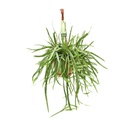Bolivianischer Waldkaktus (Lepismium bolivianum) – pflegeleichte Zimmerpflanze