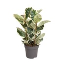 Gummibaum (Ficus elastica) – pflegeleichte Zimmerpflanze, Topf-Ø 27 cm, Höhe ca. 100 cm