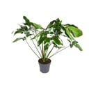 Baumfreund (Philodendron hederaceum) – pflegeleichte Zimmerpflanze, Topf-Ø 24 cm, Höhe ca. 100 cm