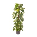 Efeutute (Epipremnum pinnatum) – pflegeleichte Zimmerpflanze, Topf-Ø 24 cm, Höhe ca. 120 cm