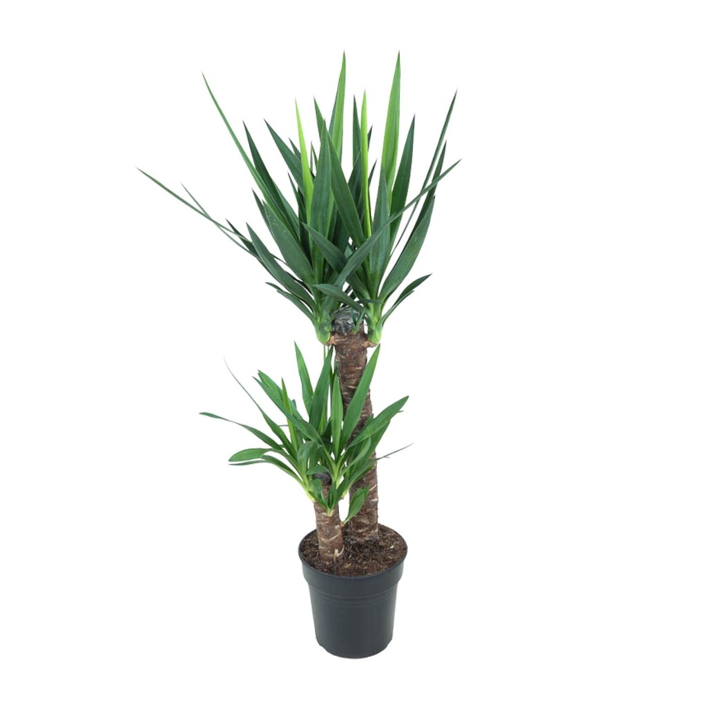 Riesen-Palmlilie (Yucca elephantipes) – pflegeleichte Zimmerpflanze, Topf-Ø 21 cm, Höhe ca. 100 cm