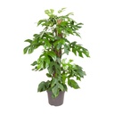 Mini-Monstera (Rhaphidophora tetrasperma) – pflegeleichte Zimmerpflanze, Topf-Ø 19 cm, Höhe ca. 80 cm