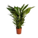 Einblatt (Spathiphyllum wallisii) – pflegeleichte Zimmerpflanze, Topf-Ø 24 cm, Höhe ca. 110 cm