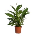 Einblatt (Spathiphyllum vivaldi) – pflegeleichte Zimmerpflanze, Topf-Ø 17 cm, Höhe ca. 70 cm