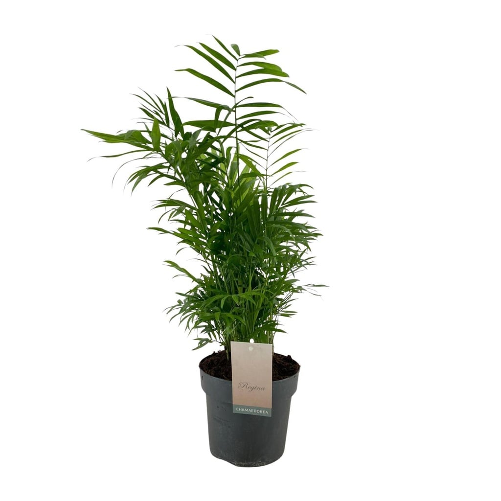 Bergpalme (Chamaedorea elegans) – pflegeleichte Zimmerpflanze, Topf-Ø 17 cm, Höhe ca. 50 cm