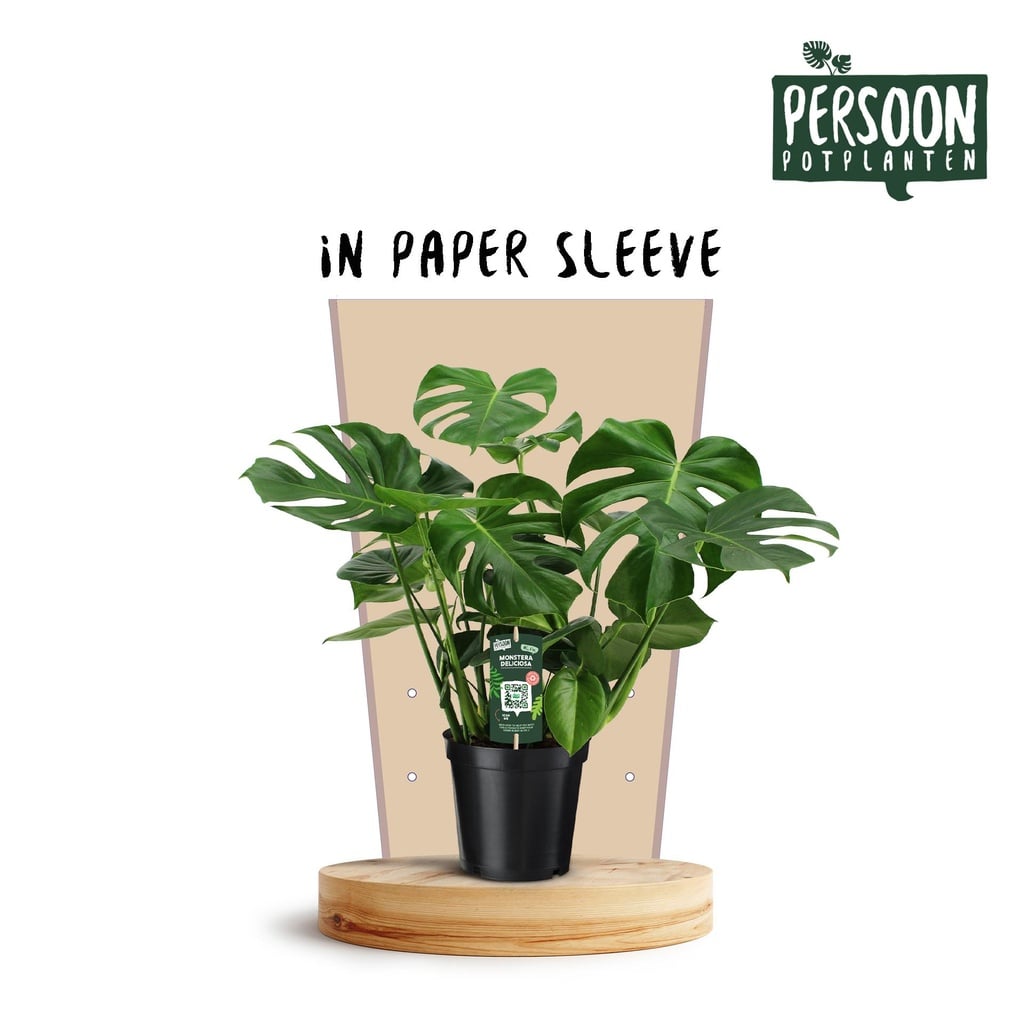 Fensterblatt (Monstera deliciosa) – pflegeleichte Zimmerpflanze, Topf-Ø 21 cm, Höhe ca. 75 cm