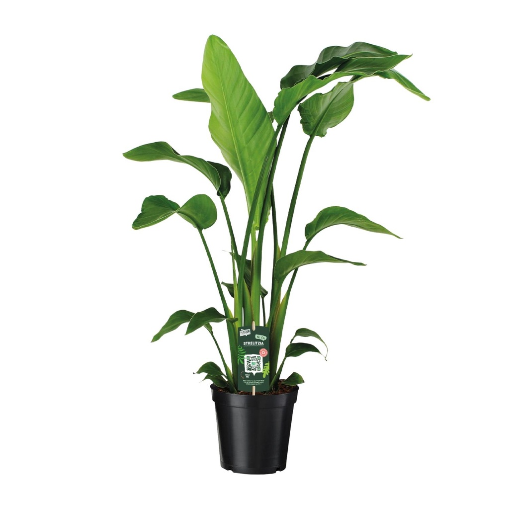 Baumstrelitzie 'Nicolai' (Strelitzia nicolai) – pflegeleichte Zimmerpflanze, Topf-Ø 19 cm, Höhe ca. 90 cm