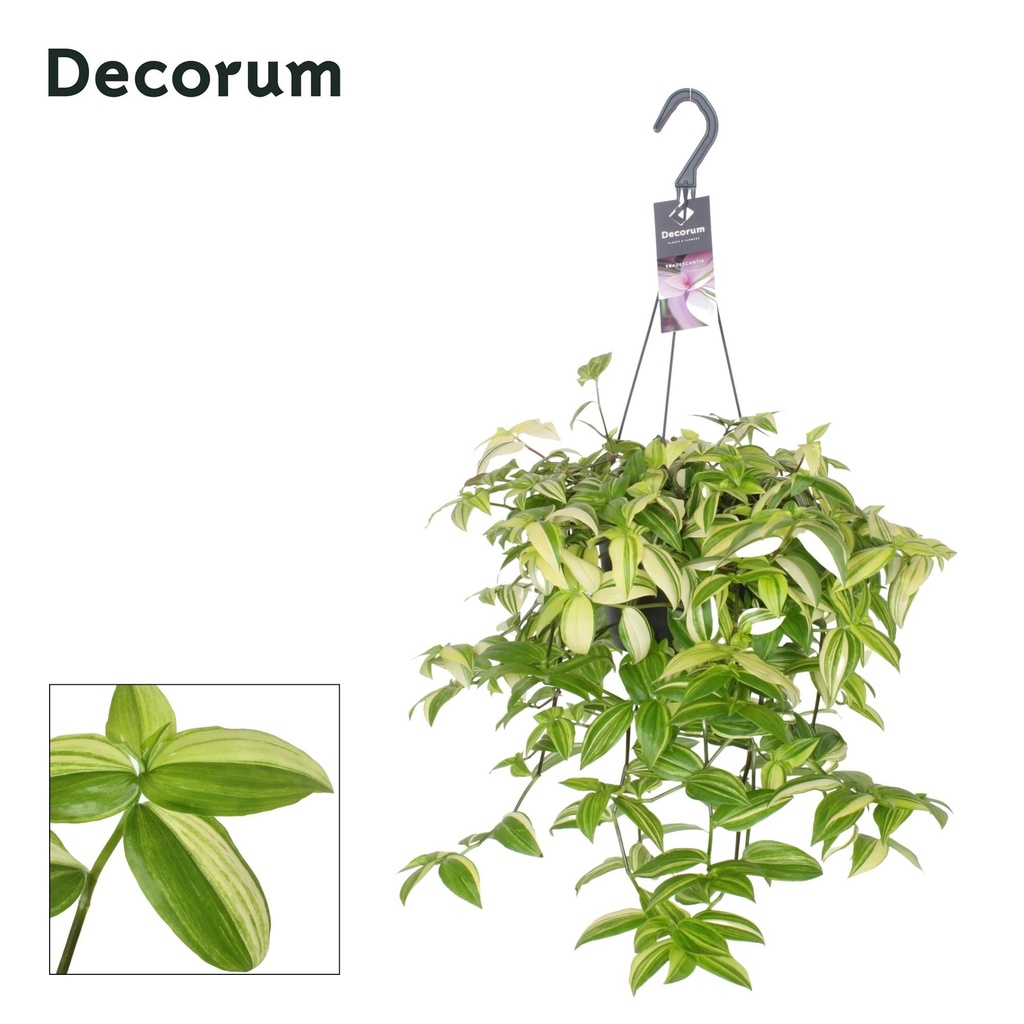 Rio-Dreimasterblume (Tradescantia fluminensis) – pflegeleichte Zimmerpflanze, Topf-Ø 17 cm, Höhe ca. 40 cm