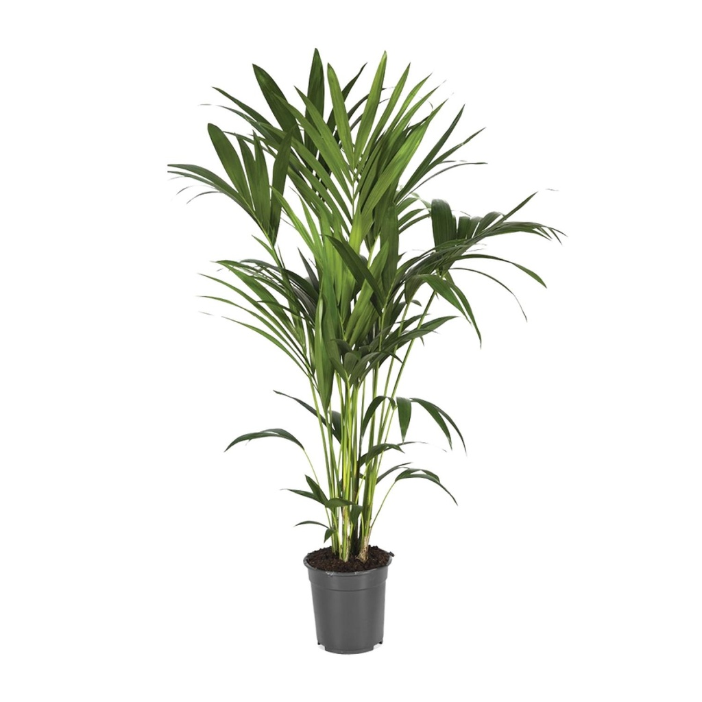 Kentiapalme (Howea forsteriana) – pflegeleichte Zimmerpflanze, Topf-Ø 21 cm, Höhe ca. 120 cm