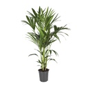 Kentiapalme (Howea forsteriana) – pflegeleichte Zimmerpflanze, Topf-Ø 21 cm, Höhe ca. 120 cm