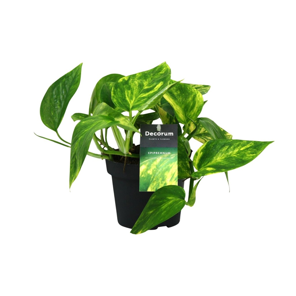 Scindapsus (Epipremnum) Pinnatum Hochfarbe - Ø12cm - ↕20cm