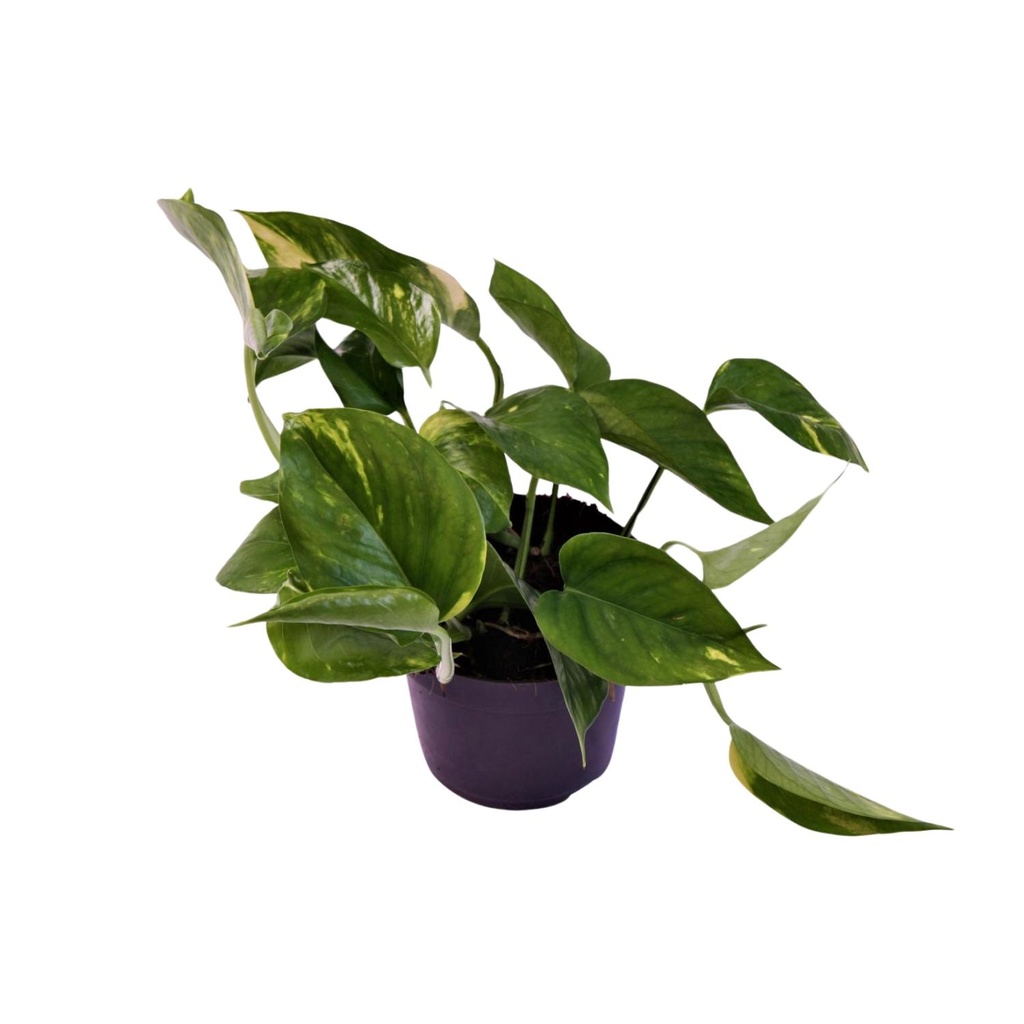Efeutute (Epipremnum aureum) – pflegeleichte Zimmerpflanze, Topf-Ø 12 cm, Höhe ca. 25 cm