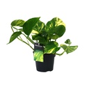 AKTION - Scindapsus (Epipremnum) Aureum - Ø12cm - ↕25cm