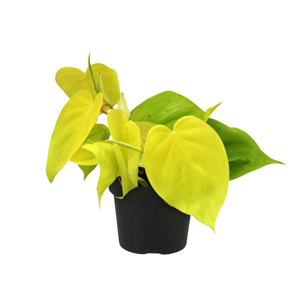 Baumfreund (Philodendron scandens) – pflegeleichte Zimmerpflanze, Topf-Ø 12 cm, Höhe ca. 20 cm