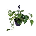 Gefleckte Efeutute (Scindapsus pictus) – pflegeleichte Zimmerpflanze, Topf-Ø 15 cm, Höhe ca. 30 cm