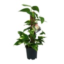 Efeutute (Epipremnum aureum) – pflegeleichte Zimmerpflanze, Topf-Ø 15 cm, Höhe ca. 50 cm
