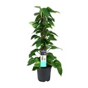 Efeutute (Epipremnum aureum) – pflegeleichte Zimmerpflanze, Topf-Ø 19 cm, Höhe ca. 80 cm