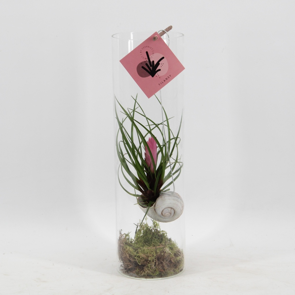 Blaue Tillandsie (Tillandsia cyanea) – pflegeleichte Zimmerpflanze