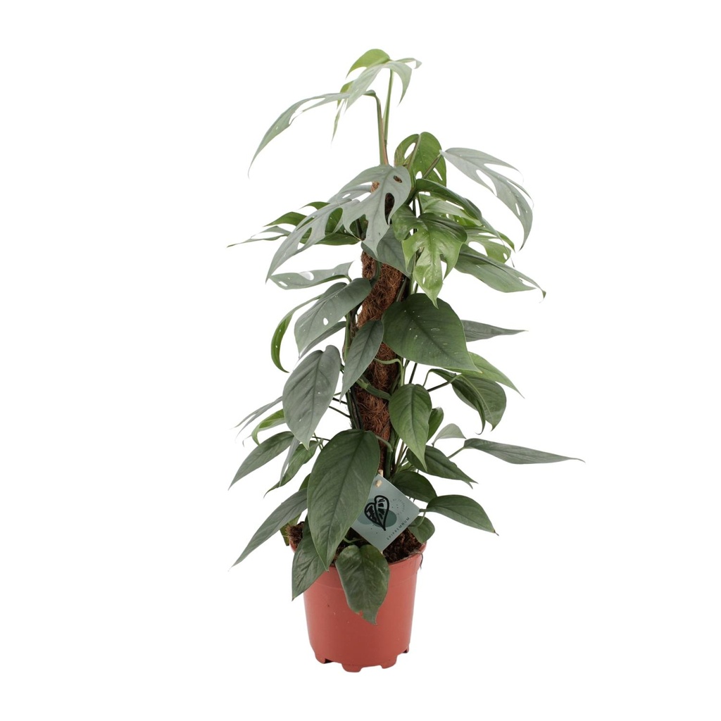 Epipremnum Pinnatum Cebu Blau - Ø17cm - ↕60cm