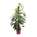 Efeutute (Epipremnum pinnatum) – pflegeleichte Zimmerpflanze, Topf-Ø 24 cm, Höhe ca. 125 cm