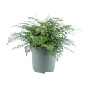 Nestfarn 'Parvati' (Asplenium parvisorum) – pflegeleichte Zimmerpflanze, Topf-Ø 27 cm, Höhe ca. 50 cm