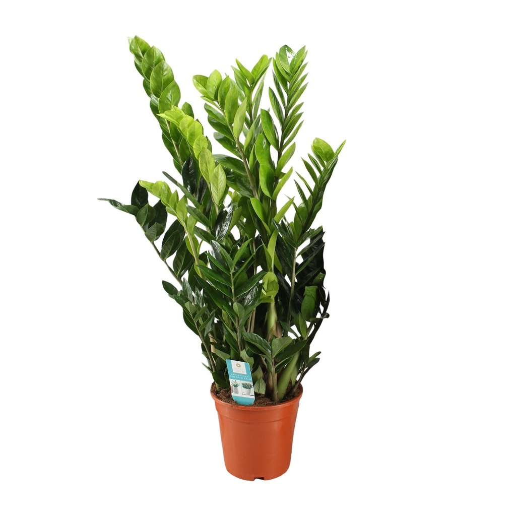 Glücksfeder (Zamioculcas zamiifolia) – pflegeleichte Zimmerpflanze, Topf-Ø 21 cm, Höhe ca. 95 cm