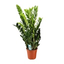 Glücksfeder (Zamioculcas zamiifolia) – pflegeleichte Zimmerpflanze, Topf-Ø 21 cm, Höhe ca. 95 cm