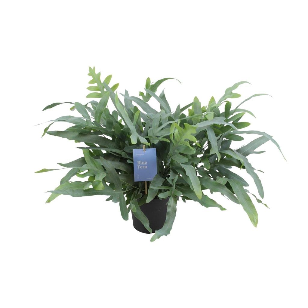 Goldtüpfelfarn (Phlebodium aureum) – pflegeleichte Zimmerpflanze, Topf-Ø 17 cm, Höhe ca. 50 cm