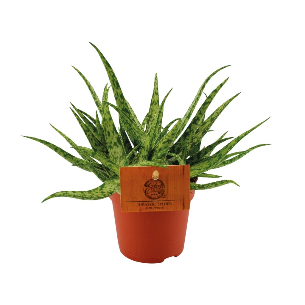 Echte Aloe (Aloe vera) – pflegeleichte Zimmerpflanze