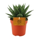 Hirschzunge (Gasteria carinata) – pflegeleichte Zimmerpflanze, Topf-Ø 11 cm, Höhe ca. 15 cm
