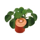 Ufopflanze (Pilea peperomioides) – pflegeleichte Zimmerpflanze, Topf-Ø 11 cm, Höhe ca. 15 cm