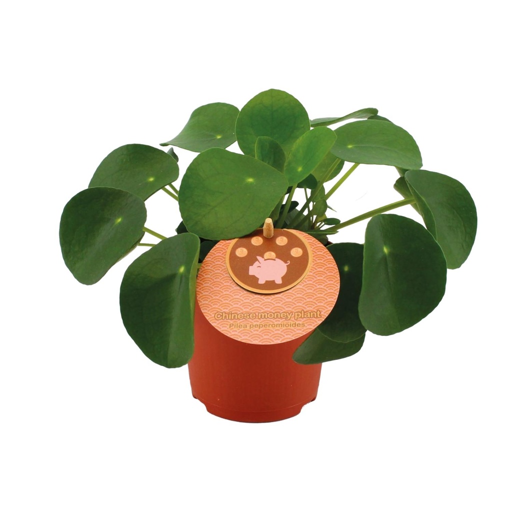 Ufopflanze (Pilea peperomioides) – pflegeleichte Zimmerpflanze, Topf-Ø 11 cm, Höhe ca. 15 cm