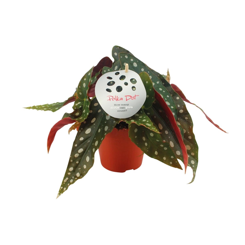 Forellenbegonie (Begonia maculata) – pflegeleichte Zimmerpflanze