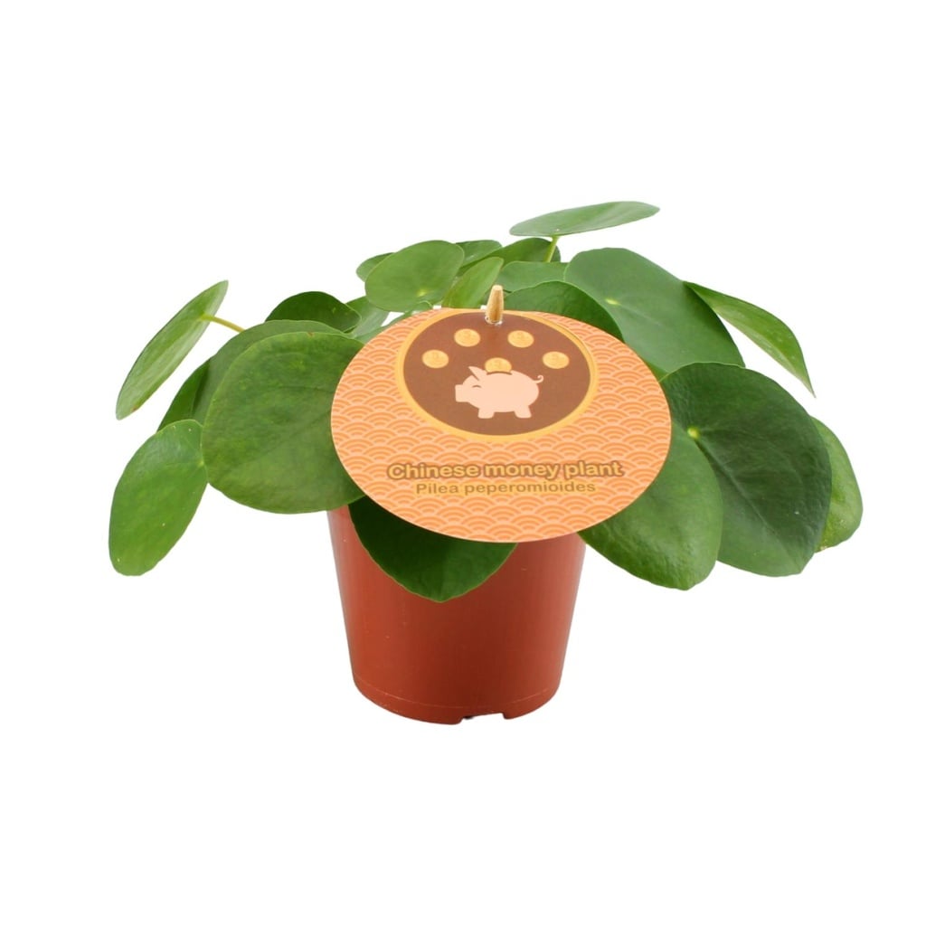 Ufopflanze (Pilea peperomioides) – pflegeleichte Zimmerpflanze