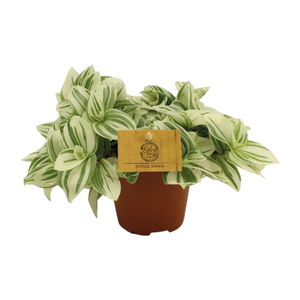Zebrakraut 'Zebrina' (Tradescantia zebrina) – pflegeleichte Zimmerpflanze