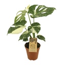 Fensterblatt (Monstera deliciosa) – pflegeleichte Zimmerpflanze, Topf-Ø 15 cm, Höhe ca. 50 cm