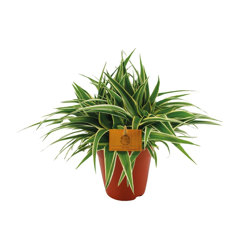 Grünlilie (Chlorophytum comosum) – pflegeleichte Zimmerpflanze, Topf-Ø 15 cm, Höhe ca. 25 cm