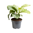 Rundblättrige Korbmarante (Calathea orbifolia) – pflegeleichte Zimmerpflanze, im Dekokorb, Topf-Ø 12 cm, Höhe ca. 25 cm