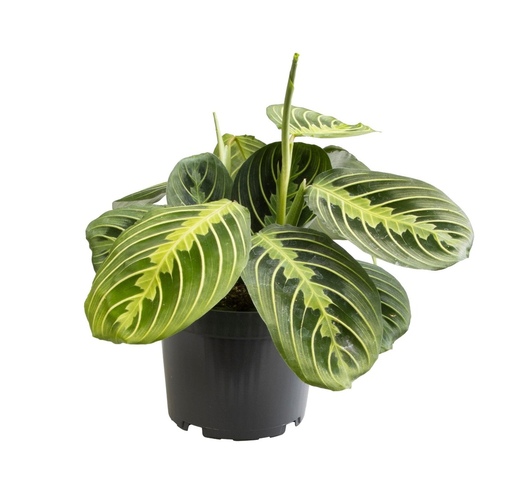 Pfeilwurz (Maranta leuconeura) – pflegeleichte Zimmerpflanze, im Dekokorb