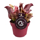 Rote Schlauchpflanze (Sarracenia purpurea) – pflegeleichte Zimmerpflanze, Topf-Ø 12 cm, Höhe ca. 20 cm