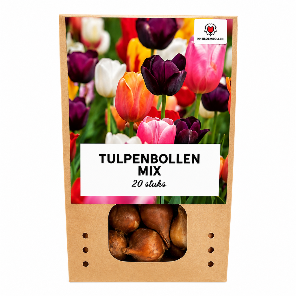 Tulpenzwiebeln Mix - 20 Stück - Winterhart - Maat 11/12
