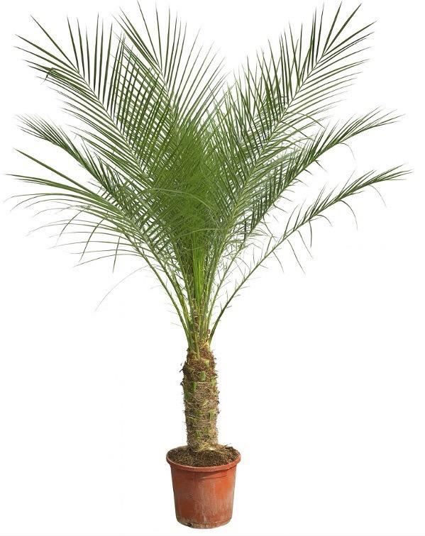Phoenix Roebelenii auf Stiel - 170cm - 190cm