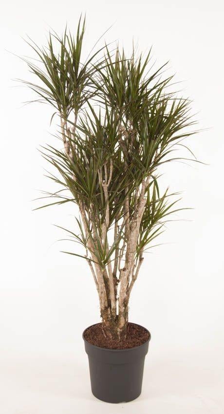 Dracaena Marginata verzweigt - 160cm