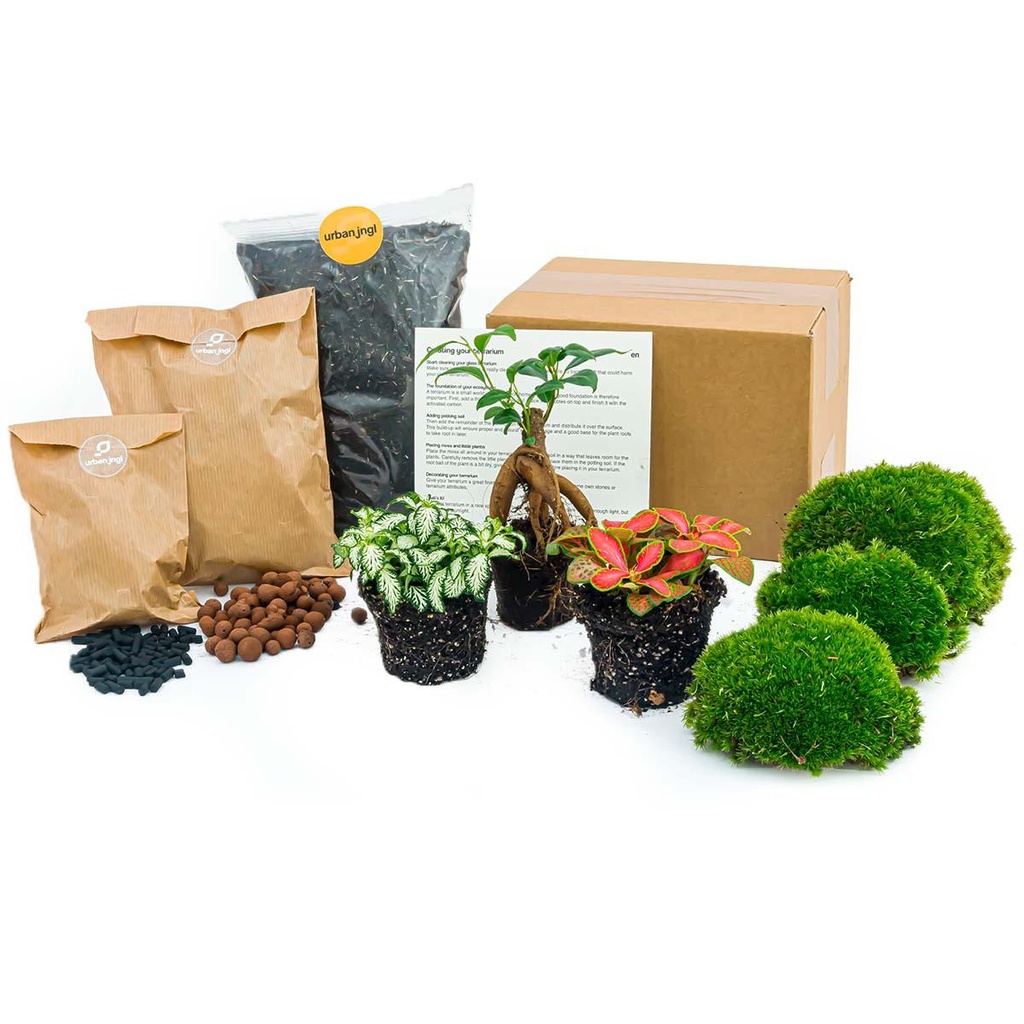Pflanzen-Terrarium Nachfüll- & Startpaket - Ficus Ginseng Bonsai