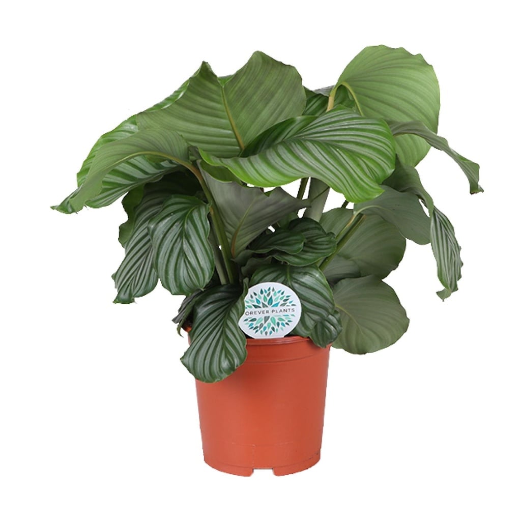 Rundblättrige Korbmarante (Calathea orbifolia) – pflegeleichte Zimmerpflanze, Topf-Ø 21 cm, Höhe ca. 65 cm